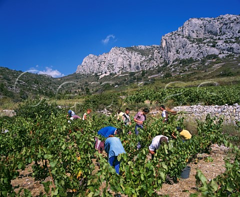 Harvesting Grenache grapes in vineyard at Tautavel PyrnesOrientales France  Ctes du RoussillonVillages  Rivesaltes