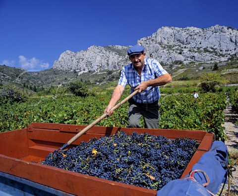 Harvesting Grenache grapes in vineyards at Tautavel PyrnesOrientales France   Ctes du RoussillonVillages  Rivesaltes