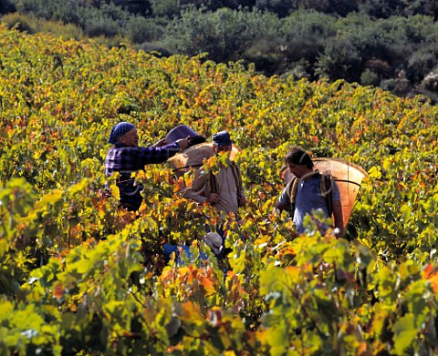 Harvesting Carignan grapes in vineyard of   Chteau LahoreBergez VilleneuvelsCorbires   Aude France      AC Corbires