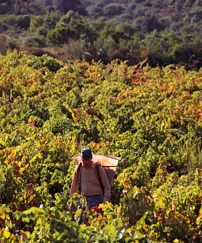 Harvesting Carignan grapes in vineyard of Chteau LahoreBergez VilleneuvelsCorbires Aude France AC Corbires