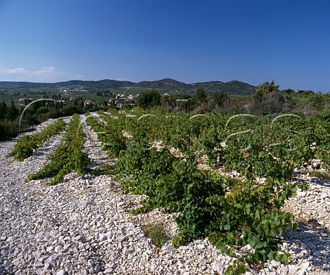 Vineyard on limestone soil at Lirac Gard   France Lirac