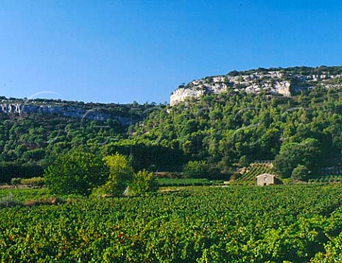 Vineyards below the Dent de Marcoule at Chusclan   Gard France AC Cotes du RhoneVillages