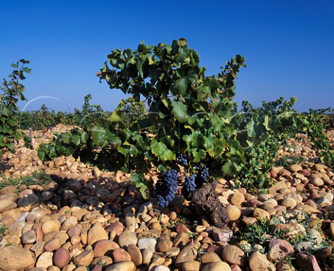 Bush vine on the typical stony soil at Courthzon Vaucluse France ChteauneufduPape