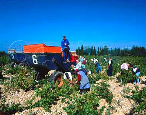 Harvesting Picpoul grapes in vineyard of Chateau de   MontRedon ChateauneufduPape Vaucluse France