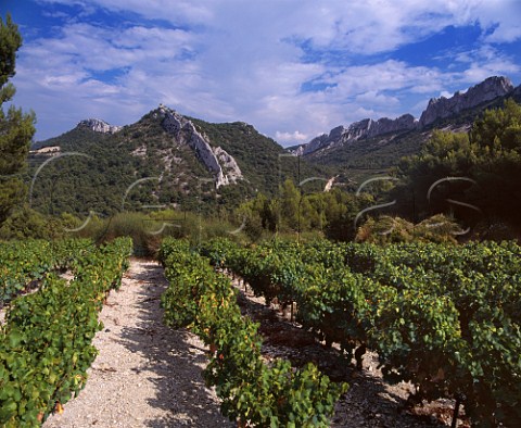 Vineyard high on the slopes of the Dentelles de   Montmirail above Gigondas Vaucluse France    Gigondas