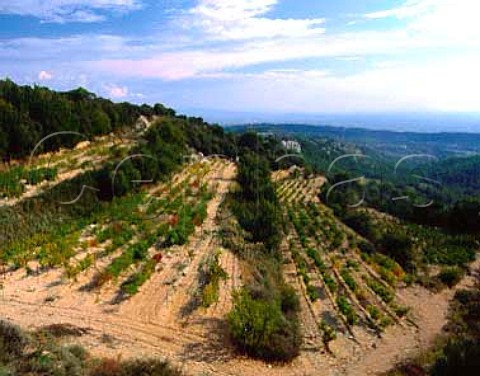 Terraced vineyards high on the slopes of the   Dentelles de Montmirail above Gigondas Vaucluse   France  AC Gigondas