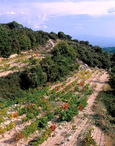 Terraced vineyards high on the slopes of the   Dentelles de Montmirail above Gigondas Vaucluse   France    AC Gigondas