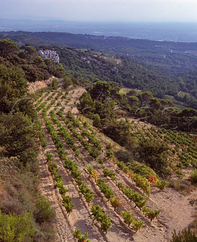 Terraced vineyards high on the slopes of the   Dentelles de Montmirail above Gigondas Vaucluse   France        AC Gigondas