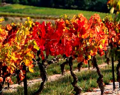 Autumnal vines at Valreas Vaucluse France AC   Cotes du RhoneVillages