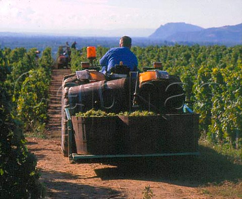 Harvesting Marsanne grapes on the hill of Hermitage   TainlHermitage Drme France