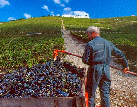 Harvesting Syrah grapes in vineyard of   Paul Jaboulet Aine on the hill of Hermitage   TainlHermitage Drme France