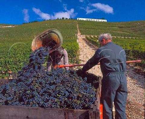 Harvesting Syrah grapes in vineyard of   Paul Jaboulet Ain on the hill of Hermitage   TainlHermitage Drme France