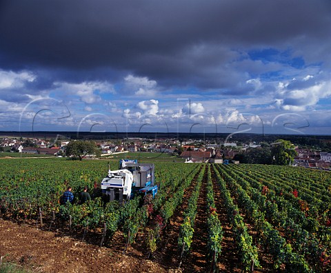 Machine harvesting of Pinot Noir grapes in Les Vergennes vineyard on the east side of the hill of Corton LadoixSerrigny Cte dOr France   Cte de Beaune Grand Cru       