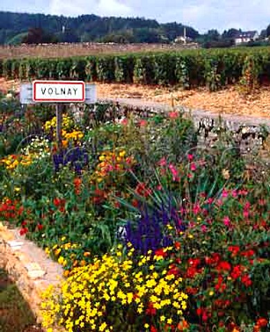 Sign and flowers at entrance to village of Volnay   Cote dOr France Cote de Beaune