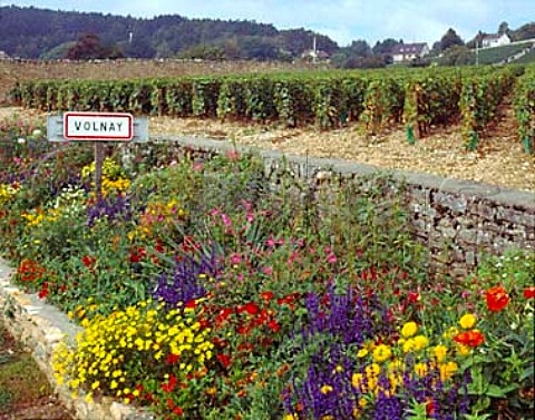 Sign and flowers at entrance to village of Volnay   Cote dOr France Cote de Beaune