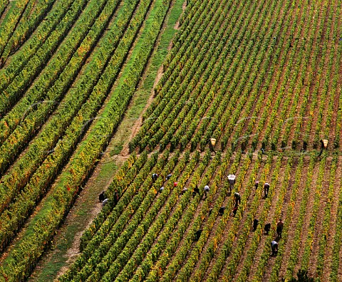 Harvesting Pinot Noir grapes in Les Duresses vineyard AuxeyDuresses Cte dOr France Cte de Beaune Premier Cru
