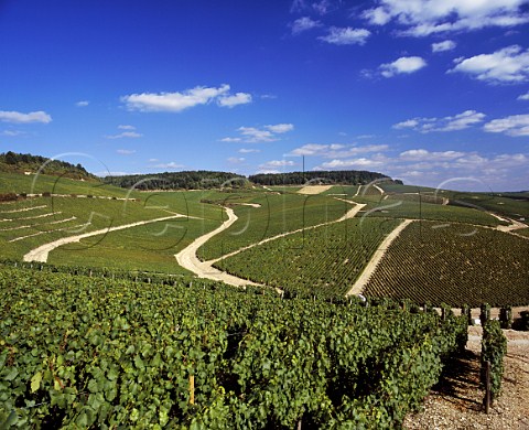 Looking southeast along the slope of the Grand Cru   vineyards of Chablis Vaudsir is in foreground and   left Grenouilles is centre right with Valmur and Les   Clos beyond     Yonne France
