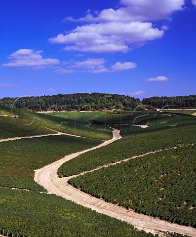 The road which separates Vaudsir left and   Grenouilles two of the Grand Cru vineyards of   Chablis  Yonne France
