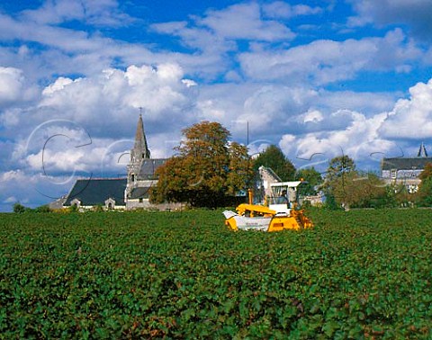 Machine harvesting of Cabernet Franc grapes in   vineyard of Chteau de Targ by the small   11thcentury church at Parnay MaineetLoire   France   AC SaumurChampigny