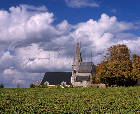 Cabernet Franc vineyard of Chteau de Targ by the  small 11thcentury church of Parnay MaineetLoire  France SaumurChampigny
