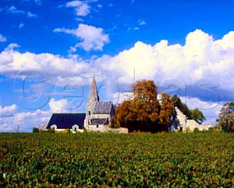 Cabernet Franc vineyard of Chteau de Targ by the   small 11thcentury church at Parnay MaineetLoire   France   AC SaumurChampigny