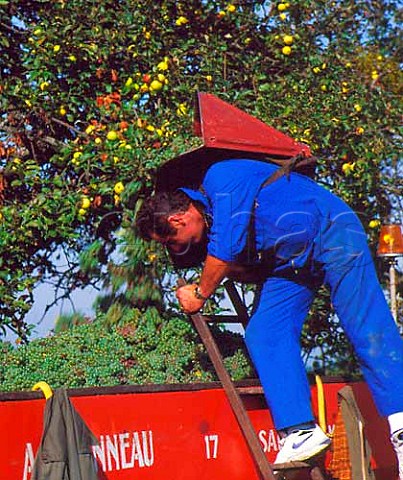 Hod carrier tipping harvested Chenin Blanc grapes   into a trailer in la Vallee de Nouy at Vouvray   IndreetLoire France    AC Vouvray