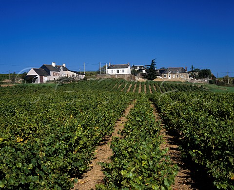 The hamlet of Chaume viewed over vineyard of   Chteau Bellerive      MaineetLoire France  Quarts de Chaume