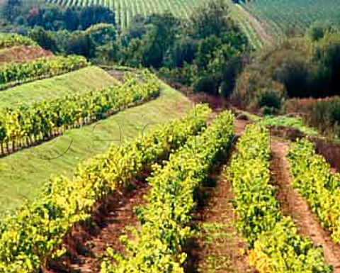 Vineyard of Chteau Bellerive Chaume   MaineetLoire France  Quarts de Chaume