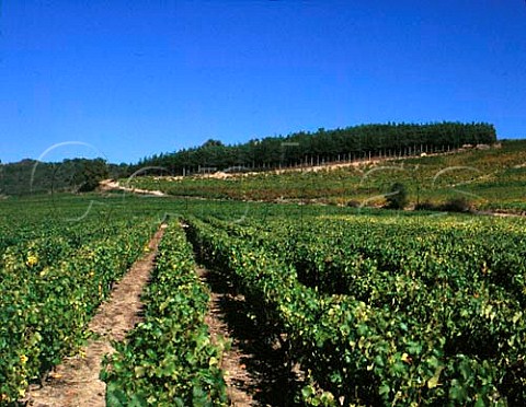Vineyards at StAubindeLuign MaineetLoire   France  ACs Coteaux du LayonVillages   AnjouVillages etc