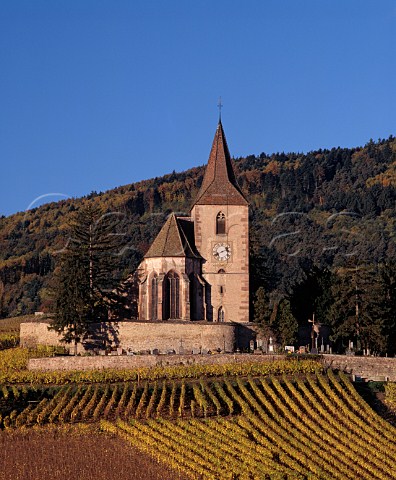 The 15thcentury fortified church surrounded by  vineyards at Hunawihr HautRhin France  Alsace