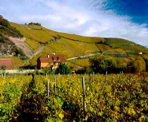 The Sommerberg a Grand Cru vineyard at   Niedermorschwihr HautRhin France Alsace
