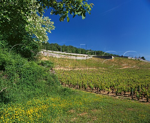 Clos de lArlot vineyard of Domaine de lArlot PrmeauxPrissey Cte dOr France NuitsStGeorges  Cte de Nuits