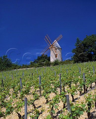 Windmill above Les Gravires vineyard  Santenay Cte dOr France  Cte de Beaune