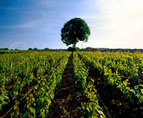 Les Luchets vineyard Meursault Cte dOr France   Cte de Beaune