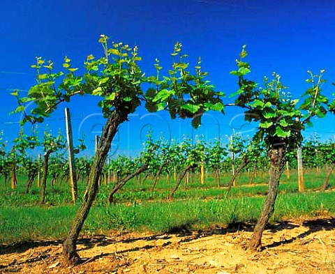 Pinot Noir vineyard in spring VillerslaFaye Cte   dOr France Bourgogne Hautes Ctes de Nuits