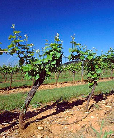 Pinot Noir vine in the spring   VillerslaFaye Cte dOr France   Bourgogne Hautes Ctes de Nuits
