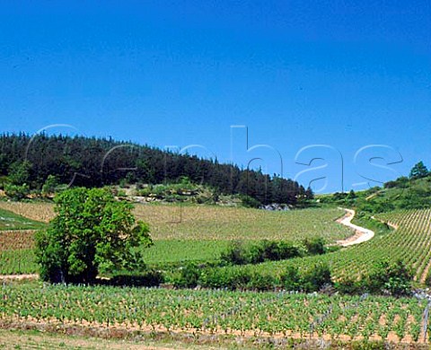 Track through vineyards near Mercurey   SaoneetLoire France Cote Chalonnaise