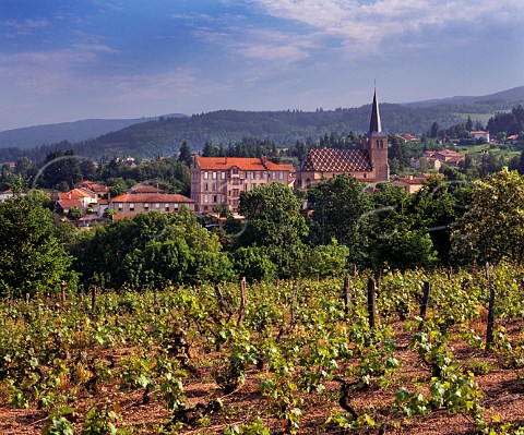 Vineyard at StAndrdApchon Loire France Cte Roannaise