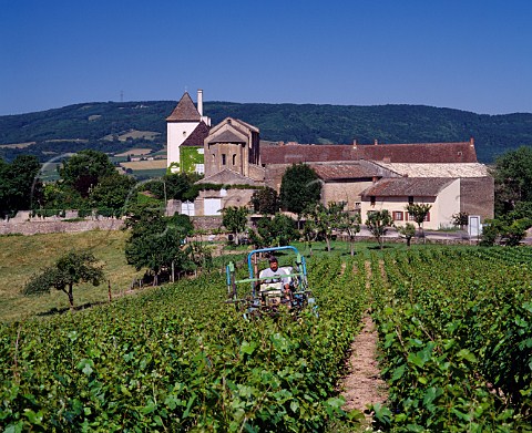 Hedging of vines removing excess foliage in early summer by the Chapelle des Moines at BerzlaVille SaneetLoire France  Mconnais