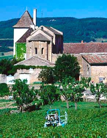 Hedging of vines removing excess foliage in early   summer by the Chapelle des Moines BerzlaVille   SaneetLoire France   Mconnais