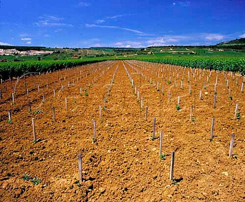 Newly replanted vineyard   ChassagneMontrachet Cte dOr France