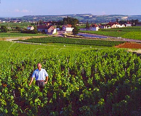 Marc Colin in his parcel of Le Montrachet vineyard    the village of ChassagneMontrachet is beyond His   cellars are in the neighbouring village of Gamay      Cote dOr France