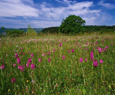 Pyramidal Orchids flowering in meadow above Nantoux Cte dOr France   Hautes Ctes de Beaune