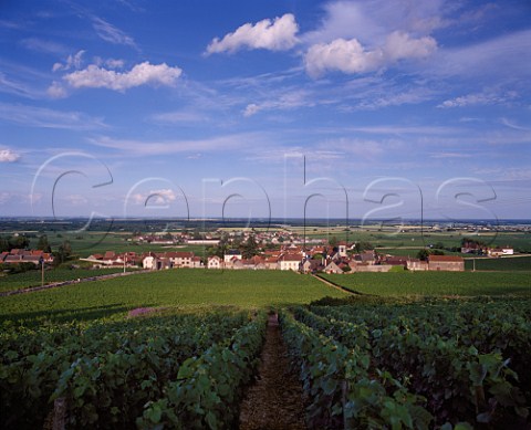 MoreyStDenis and the Clos de Tart vineyard viewed from above the commune vineyard en la Rue de Vergy Cte dOr France   Cte de Nuits Grand Cru 