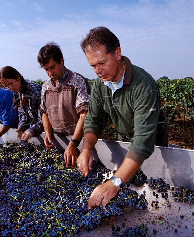 Alain Raynaud helping to sort Merlot grapes in the   vineyard to discard those with signs of rot   Chteau la CroixdeGay Pomerol Gironde France    Pomerol  Bordeaux