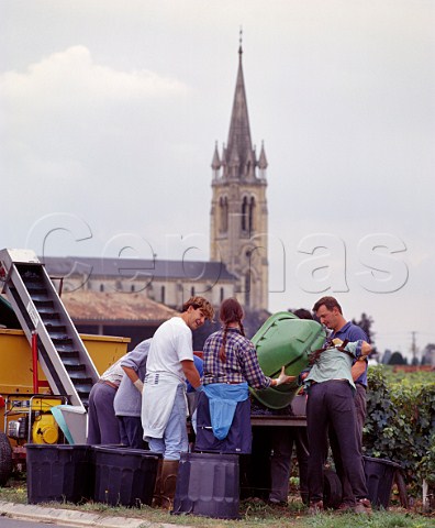 Emptying Merlot grapes onto a sorting table by the church of Tropchaud Pomerol Gironde France Pomerol  Bordeaux