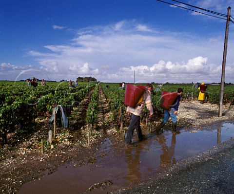Harvesting Merlot grapes on a rainy day in vineyard    of Chteau LovilleBarton   StJulien Gironde France Mdoc  Bordeaux