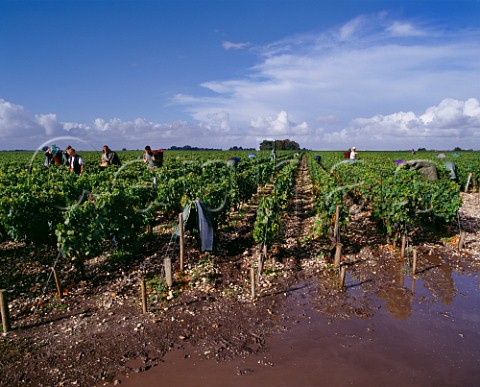 Harvesting Merlot grapes on a rainy day in vineyard of Chteau LovilleBarton StJulien Gironde France Mdoc  Bordeaux