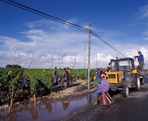 Harvesting Merlot grapes on a rainy day in vineyard    of Chteau LovilleBarton StJulien Gironde   France Mdoc  Bordeaux