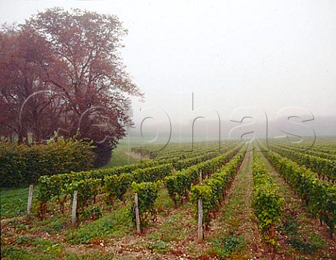 Chteau Suduiraut vineyards on a misty harvest time   morning Preignac Gironde France Sauternes    Bordeaux